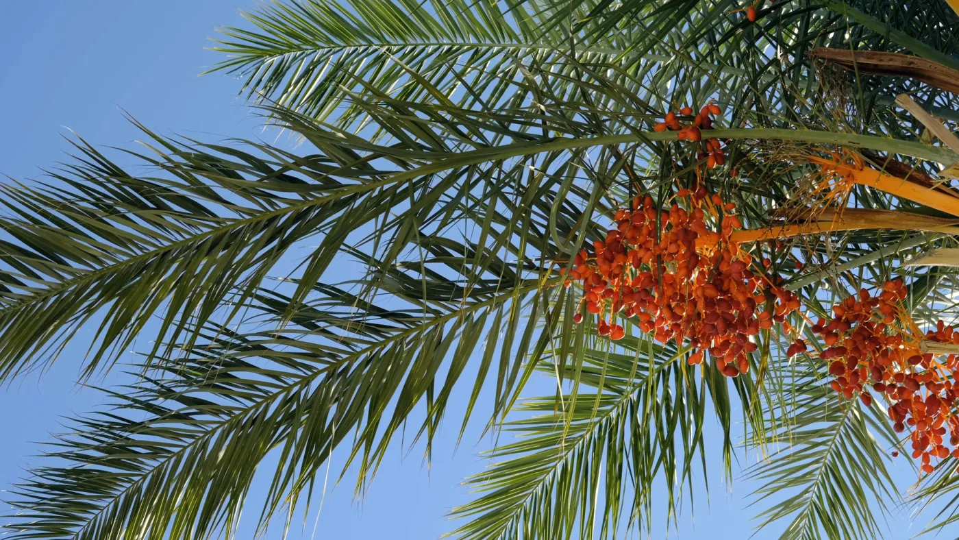Date bunches on a palm, seen from below