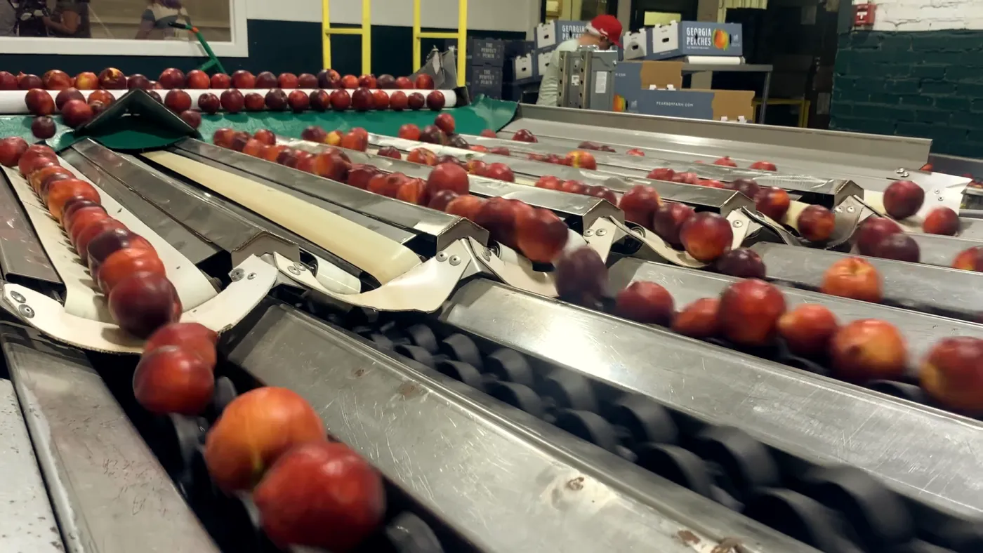 Fruit moving along a stainless steel sorting line